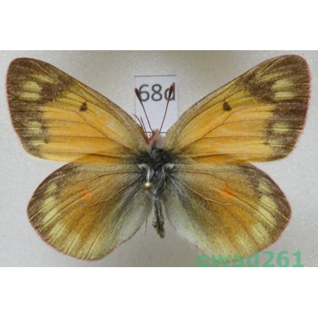 Colias hecla Lefebvre, 1836 female Canada68d